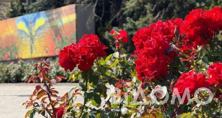 Розы на камнях: днепрянка превратила обычный городской двор в живой оазис (ФОТО)