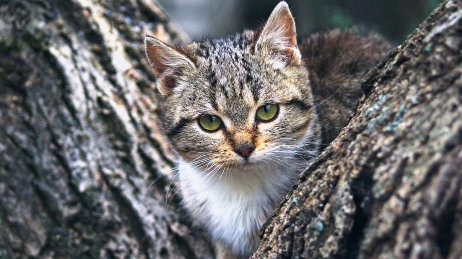 Застрял на дереве: в Днепре коммунальщики спасли кота-альпиниста (ФОТО)