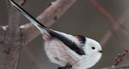 Пухнасте диво з очима-намистинами: у Дніпрі помітили рідкісну міні-птаху (ФОТО)