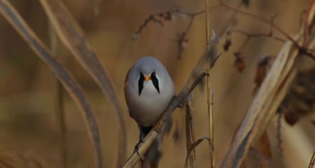 На Криворіжжі сфотог...