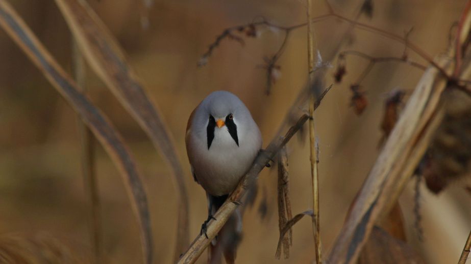 На Криворожье сфотографировали необычных "усатых" птиц (ФОТО)