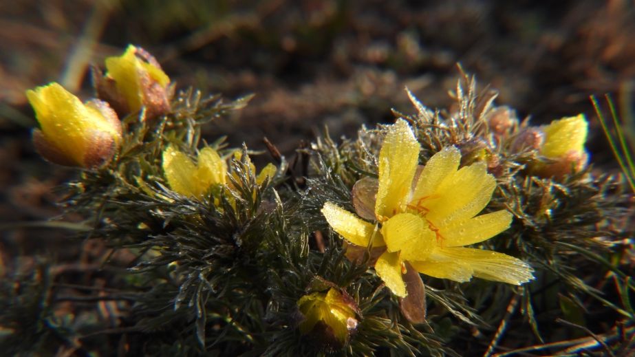 Редкое и ядовитое: в Кривом Роге расцвело краснокнижное растение (ФОТО)