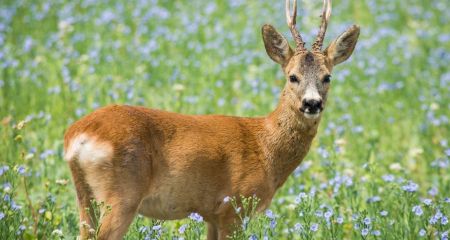 Недалеко от Самара н...