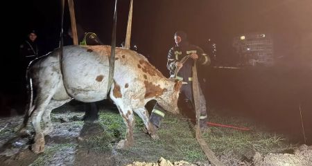 В Павлоградском районе корова упала и застряла в вырытой коммунальщиками траншее (ФОТО)