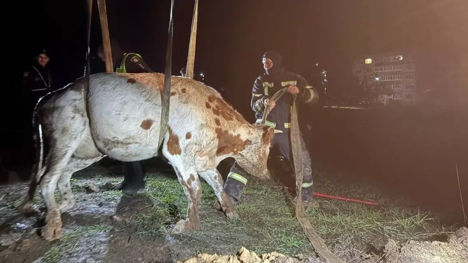 У Павлоградському районі корова впала та застрягла у виритій комунальниками траншеї (ФОТО)