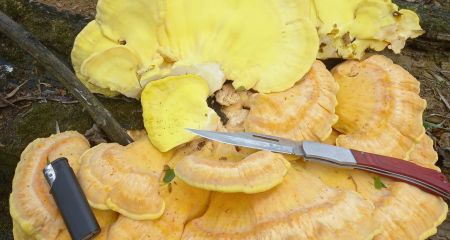На Днепропетровщине обнаружен вкусный гриб-паразит
