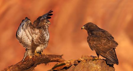 Фотографу у Кривому Розі вдалося зробити рідкісні кадри пернатого хижака (ФОТО)