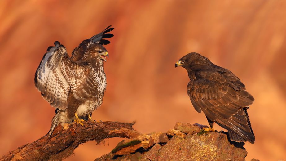 Фотографу у Кривому Розі вдалося зробити рідкісні кадри пернатого хижака (ФОТО)