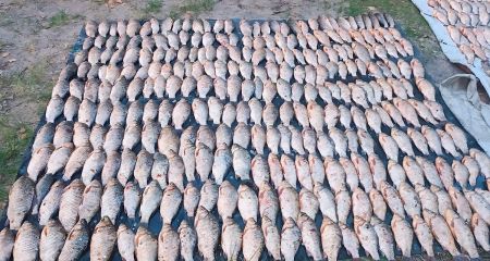 На Дніпропетровщині двоє браконьєрів нарибалили на 700 тисяч  гривень (ФОТО)