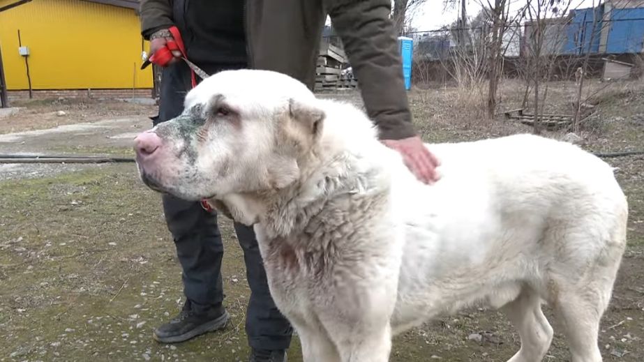 Стало відомо про стан алабая, якого рятували після пострілу в голову у Дніпрі (ФОТО)