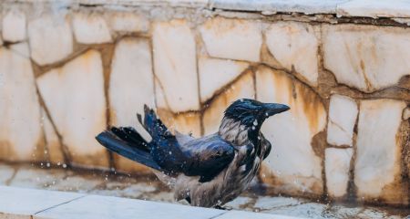 У виші Дніпра з'явився викладач з крилами та дзьобом (ФОТО)