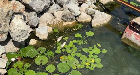 У яхт-клубі Дніпра проінспектували водойми, де нещодавно помітили мертву рибу (ФОТО)