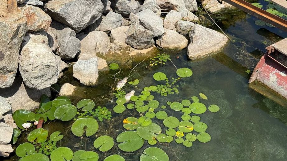 У яхт-клубі Дніпра проінспектували водойми, де нещодавно помітили мертву рибу (ФОТО)