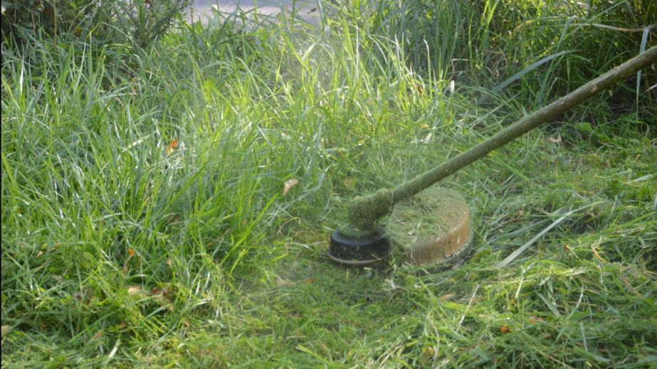 Миллион за покос: в Днепре баснословную сумму выделят на борьбу с сорняками