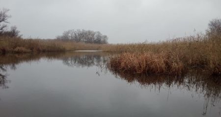 Заповідник на Дніпропетровщині обрали для зимівлі тисячі птахів