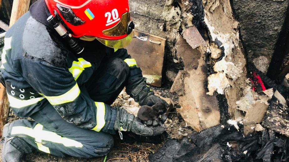 Під час пожежі на Криворіжжі врятували крихітне цуценя (ФОТО)
