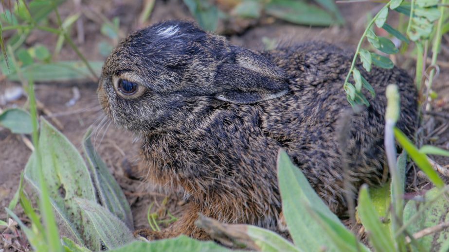 Вблизи Кривого Рога обнаружили большое количество зайцев