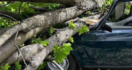 У Дніпрі величезне дерево впало на автомобіль і розбило його вщент (ВІДЕО)