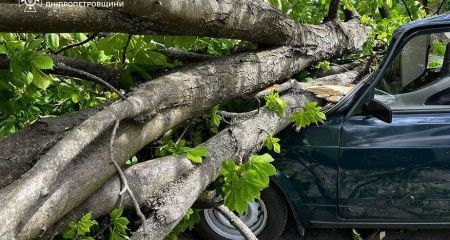 В Кривом Роге произошел деревопад (ВИДЕО)