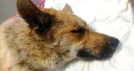 В больнице Днепра прооперировали пса военного ВСУ, которого выбросили из многоэтажки