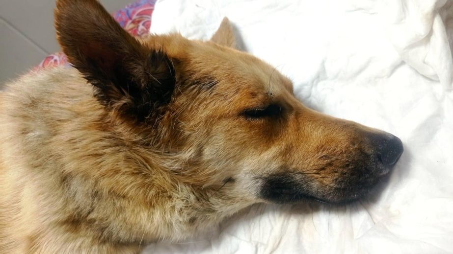 В больнице Днепра прооперировали пса военного ВСУ, которого выбросили из многоэтажки