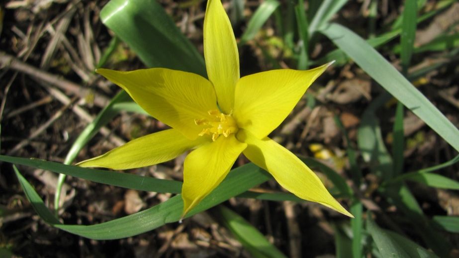 Тюльпан дібровний. На Дніпропетровщині знайшли унікальну квітку