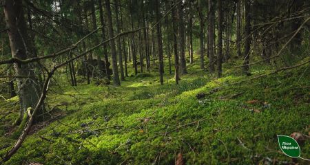 У чотирьох районах Дніпропетровщини висадили понад 200 тисяч дерев на честь воїнів ЗСУ
