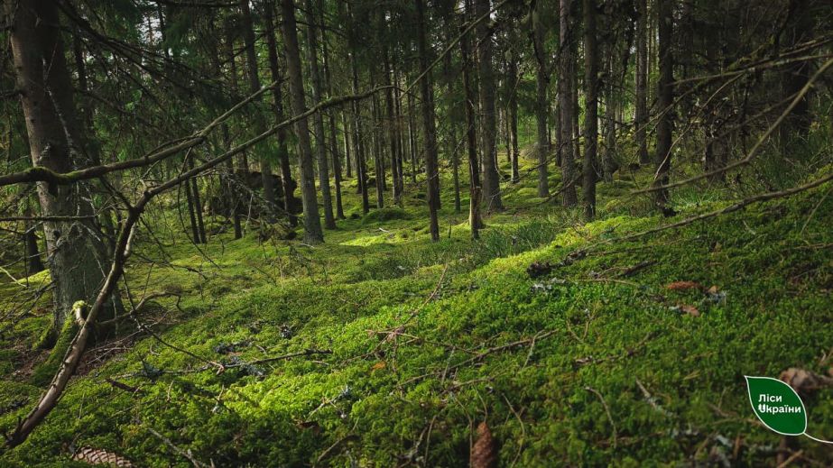В четырех районах Днепропетровщины высадили более 200 тысяч деревьев в честь воинов ВСУ