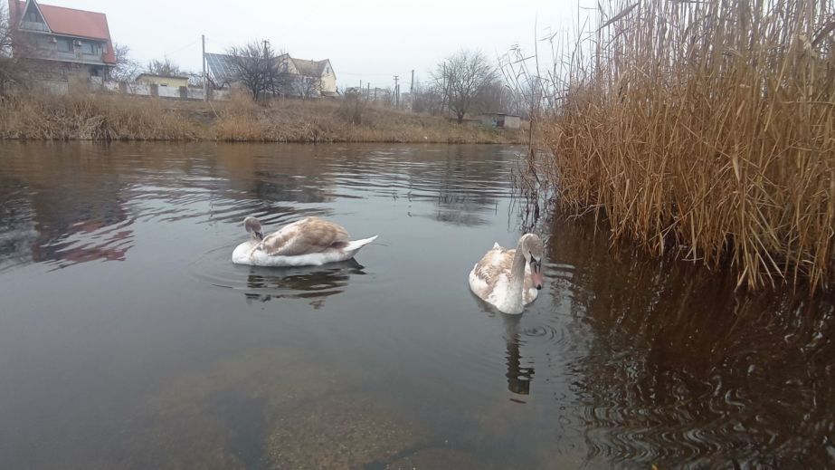 В Кривом Роге заметили пару белых лебедей (ФОТО, ВИДЕО)