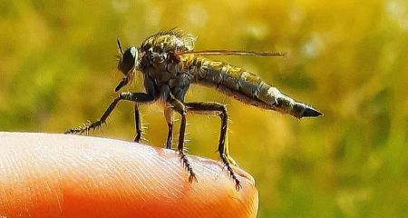 Рідкісного вбивцю комах помітили на Криворіжжі (ФОТО)