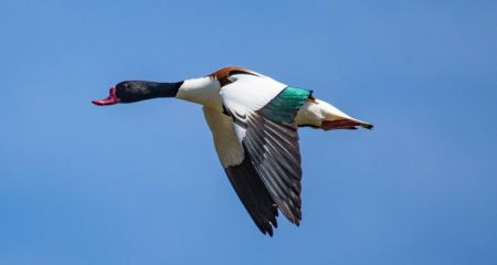 На Днепропетровщине начали гнездиться птицы, которых раньше встречали только на юге (ФОТО)