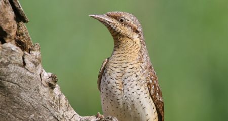 В Днепре сфотографировали необычную птицу, которая умеет "превращаться" в змею (ФОТО)