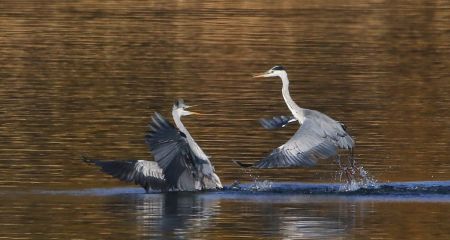 Не поділили здобич: ...