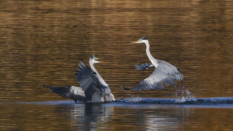 Не поділили здобич: у Дніпрі сфотографували бійку двох чапель (ФОТО)