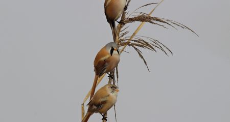 На Криворожье сфотог...