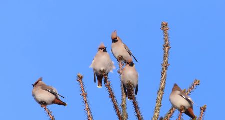 Рідкісні гості: у Кр...