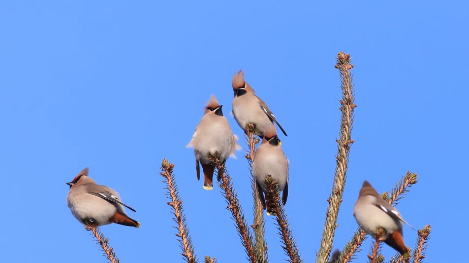 Редкие гости: в Кривом Роге заметили стаю птиц-"хипстеров" (ФОТО)