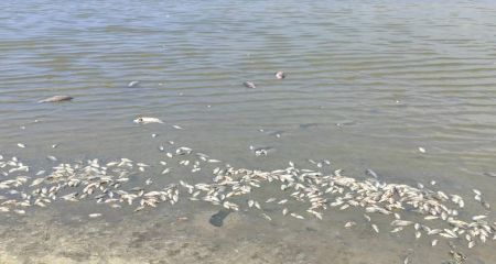 На Дніпропетровщині в одній з громад масово гине риба: причина (ФОТО)