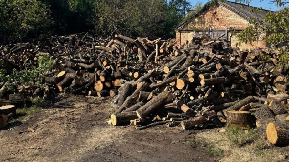 Нарубали дерев на 1,3 мільйони гривень: на Дніпропетровщині судитимуть "чорних лісорубів" (ФОТО)