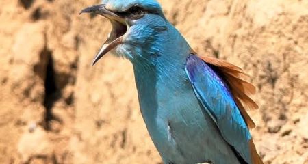 В Днепре заметили исчезающую синюю птицу (ФОТО)