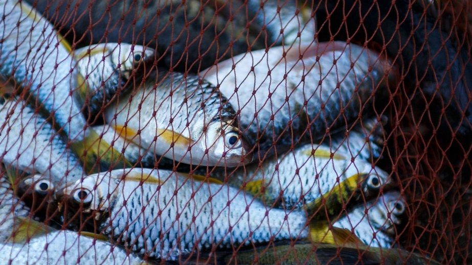 Руками не трогать: жителей Никопольщины предупредили о массовом море рыбы
