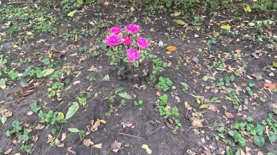 Парк "Дружби" у Дніпрі перетворюється на стихійне кладовище для домашніх тварин (ФОТО)