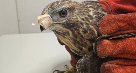 У Дніпрі врятували яструба з Донбасу: ще одна жертва війни знайшла новий дім (ФОТО)