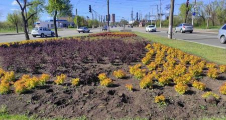 Вкрали десятки кущів...