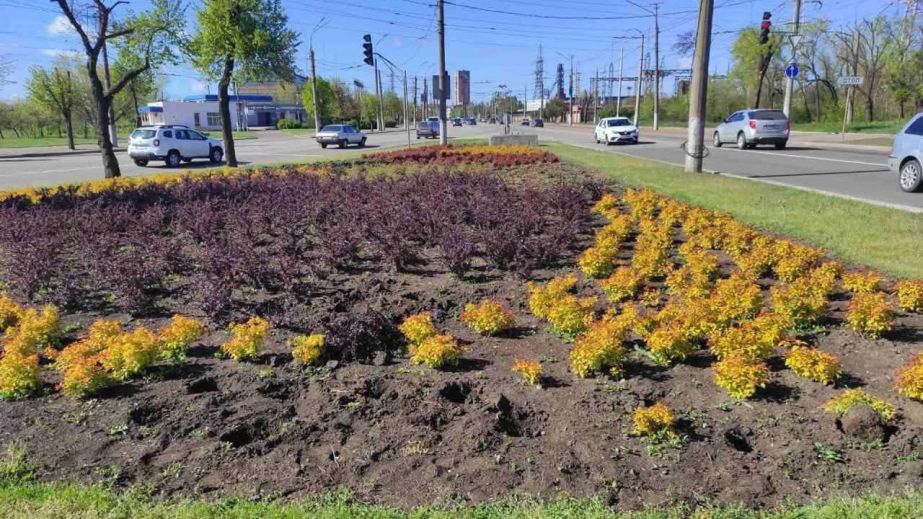 Вкрали десятки кущів та дерев: у Кривому Розі вандали обнесли ландшафтну композицію (ФОТО)