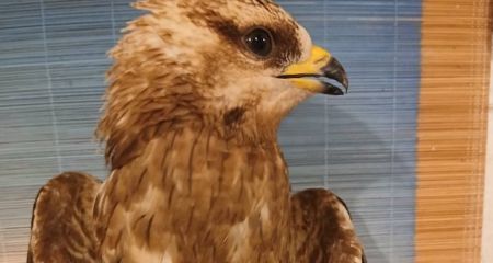 У Дніпрі рятують рідкісного хижого птаха, якого передали військові (ФОТО)