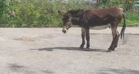 На одной из улиц Днепра таксист встретился с ослом
