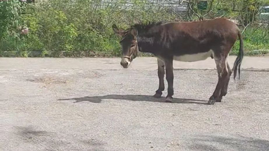 На одной из улиц Днепра таксист встретился с ослом