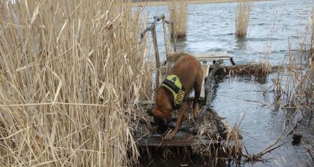 В Шахтерском кинолог...