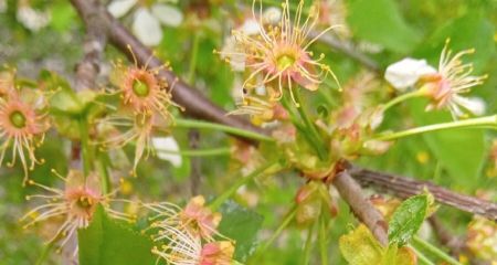 Садоводів Дніпропетровщини попереджають про можливі спалахи хвороб у плодових дерев